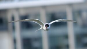 An Arctic Tern flies directly toward the viewer with outstretched wings.