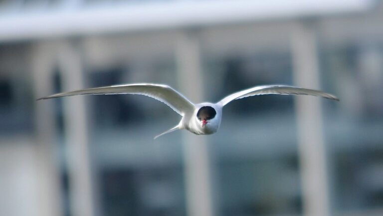An Arctic Tern flies directly toward the viewer with outstretched wings.
