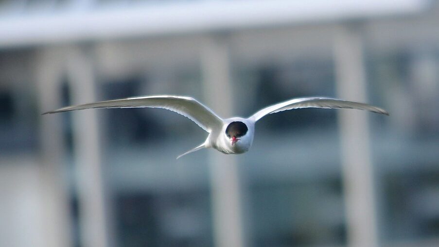 An Arctic Tern flies directly toward the viewer with outstretched wings.