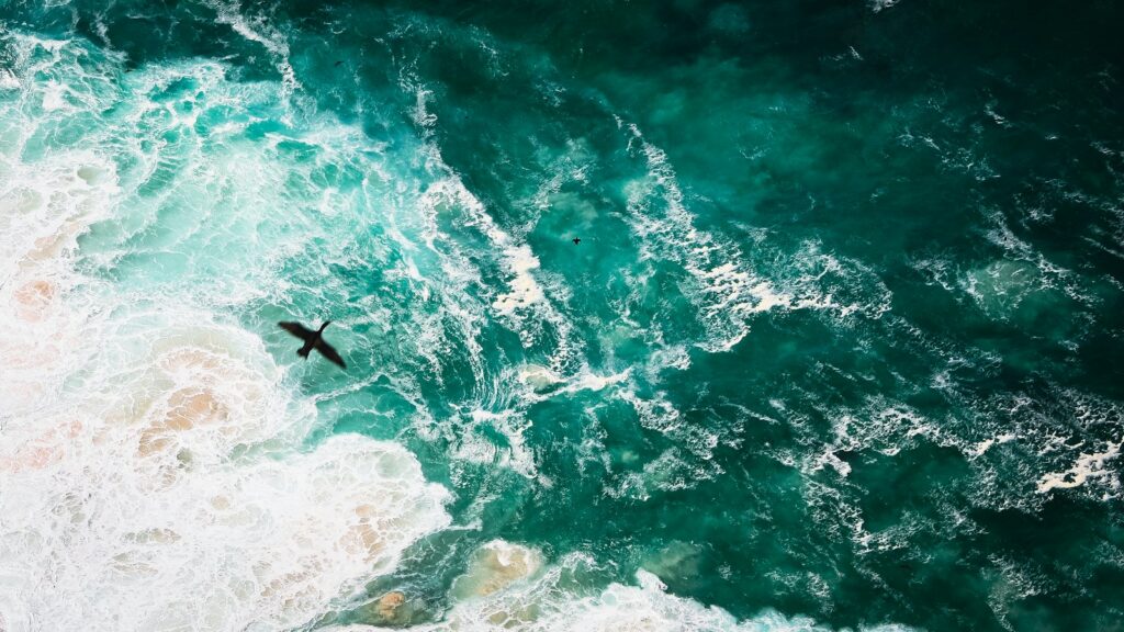 Bird flying over the ocean, with surface currents visible beneath