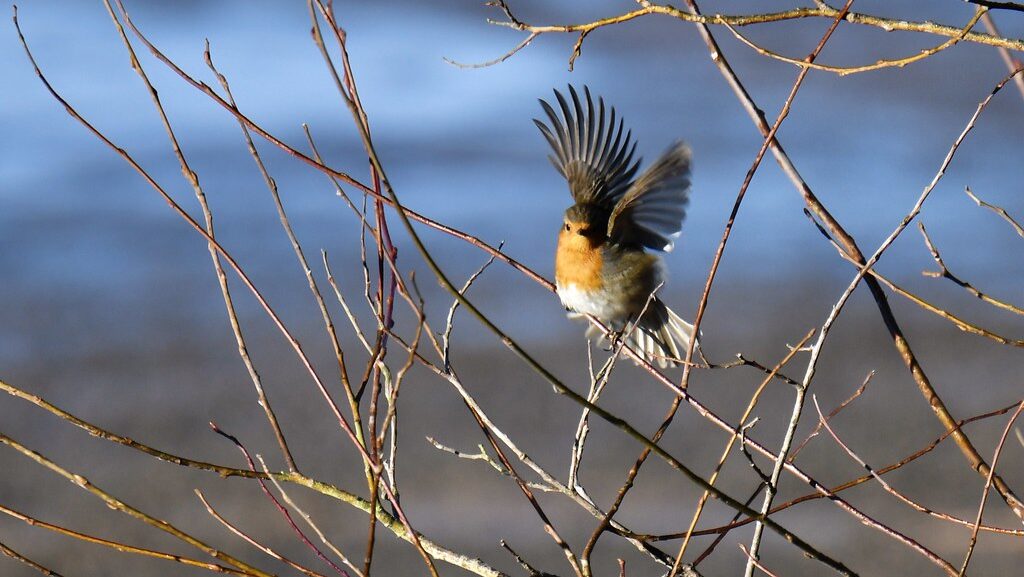 A European robin perches on a branch with its wings dramatically spread.