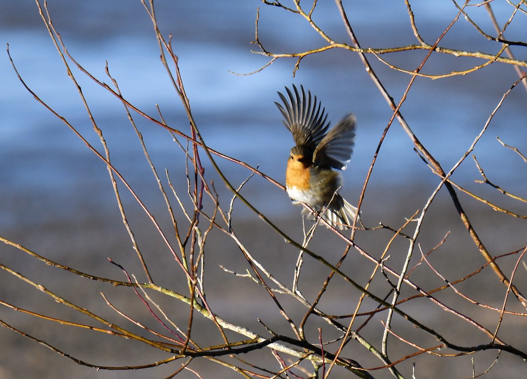 A European robin perches on a branch with its wings dramatically spread.