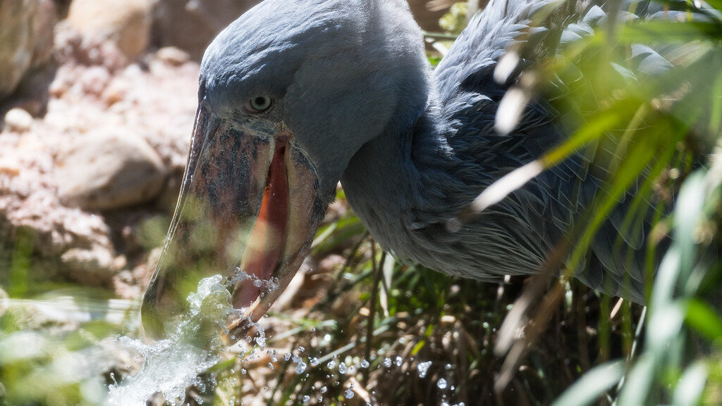 Shoebill stork making a splash in the water with its large beak