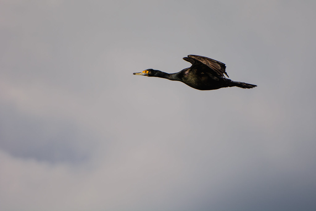A Red-faced cormorant with dark green and blue plumage perches on a rock.