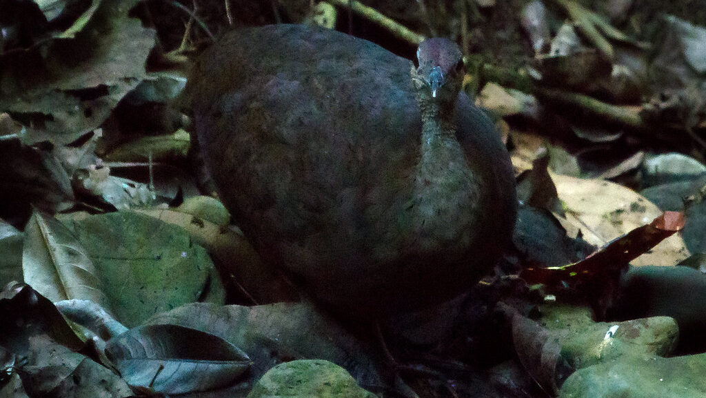 Great Tinamou blending into forest floor covered with dry leaves