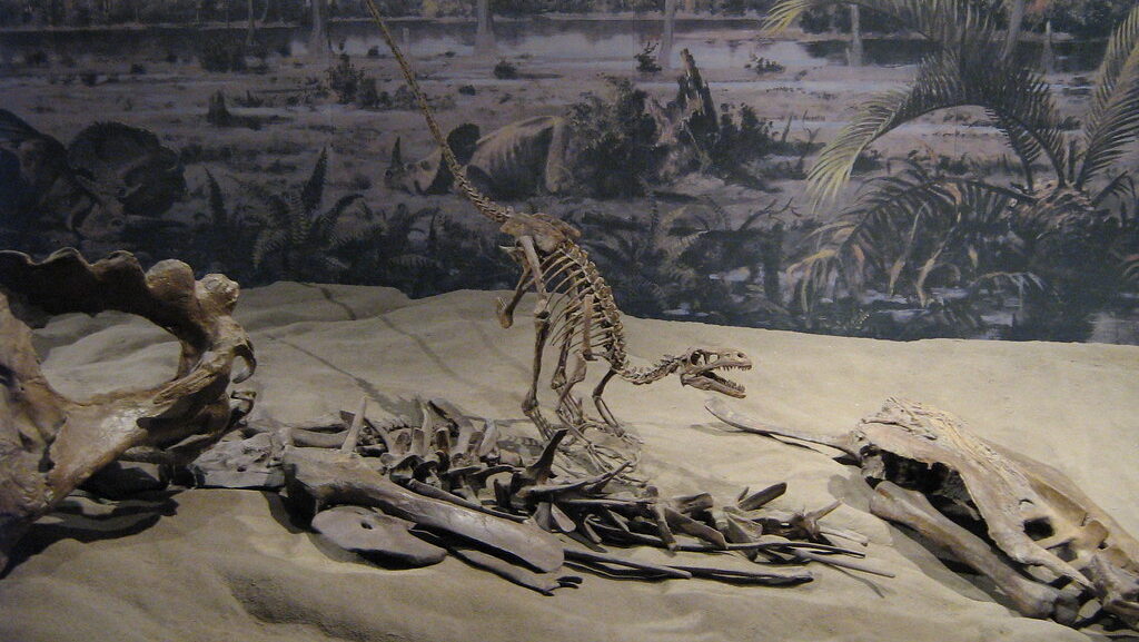 Museum exhibit featuring a raptor skeleton
