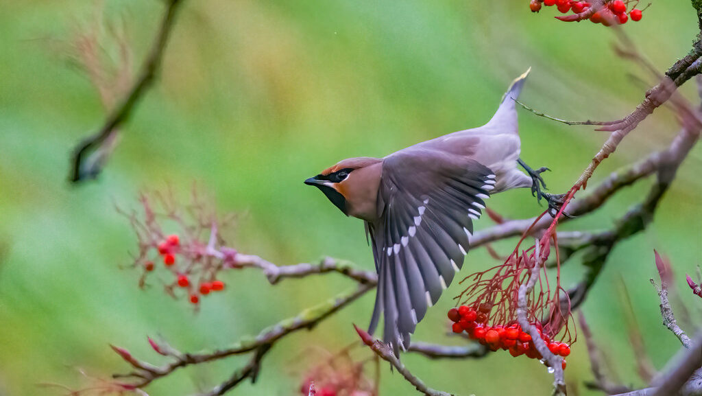 In-flight juvenile Bohemian Waxwing aiming for berries
