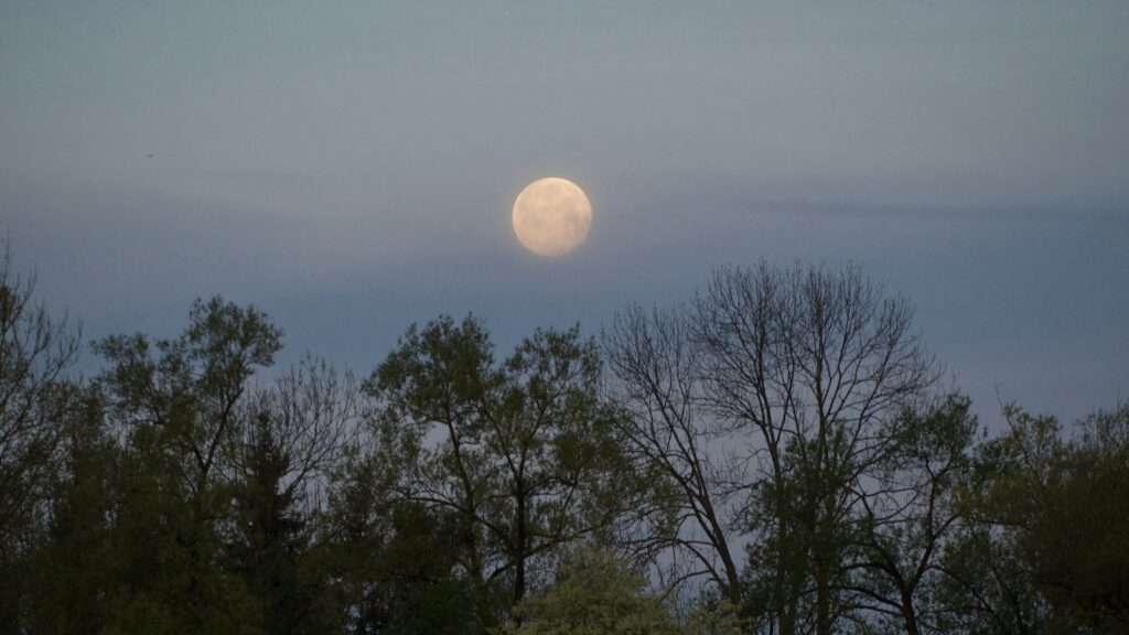 Morning moon visible in daylight sky with trees in foreground