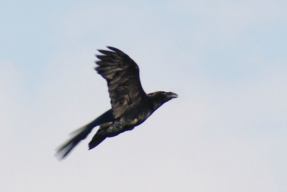 A Common Raven soaring in the sky.