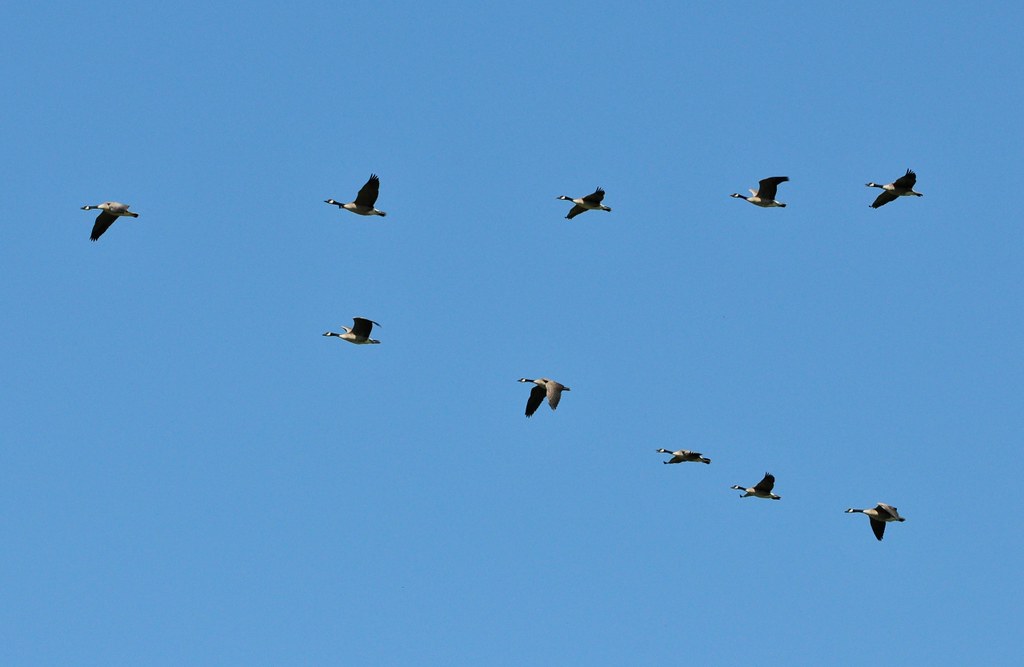 Several Canada Geese fly with wings spread against a bright sky.