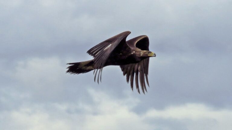 A golden eagle soars through a cloudy sky, its wings spread wide.