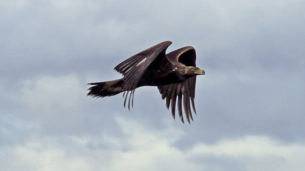 A golden eagle soars through a cloudy sky, its wings spread wide.