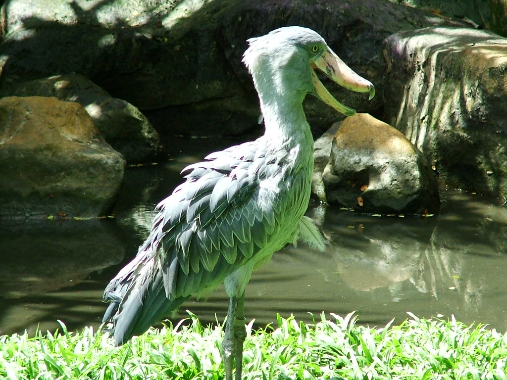 A shoebill stands near water, its large bill and grey plumage are visible.