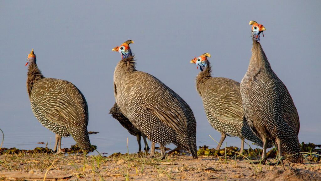 Group of Helmeted Guineafowls standing together on dirt field