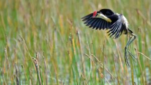 Jacana bird in flight over wetland pond surrounded by tall stems