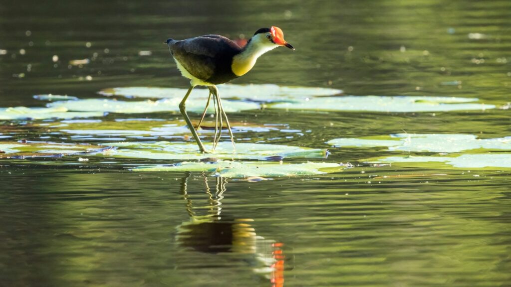 Jacana bird walking on  leaves on top of water surface