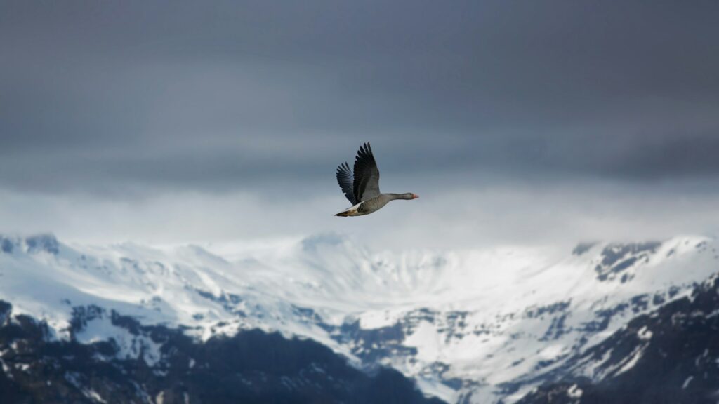 Goose flying with icy mountains and dark storm clouds in the background