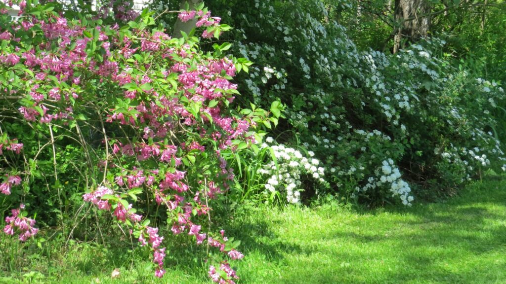 Garden with blooming bushes featuring pink and white flowers