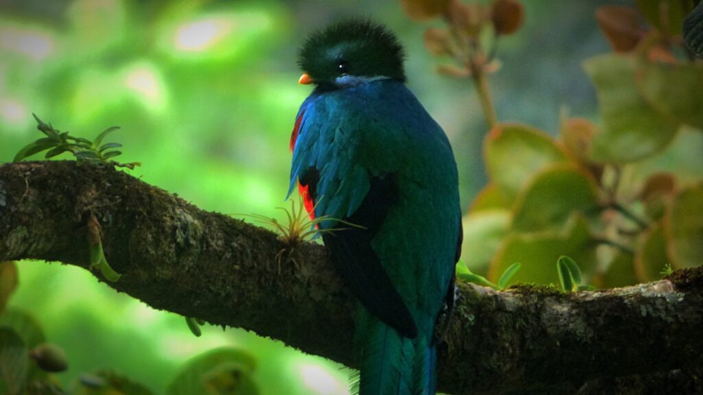a colorful bird perched on a tree branch