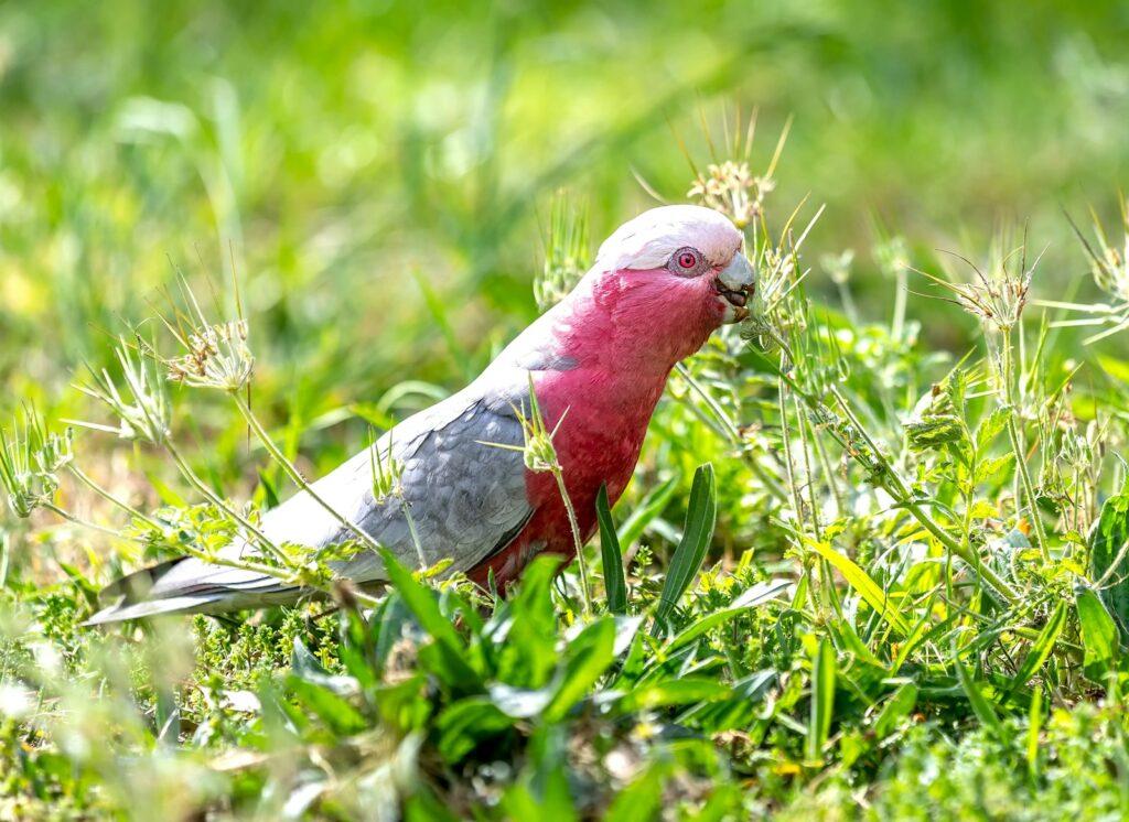 A Galah with pink chest and grey wings feeds among green grass.