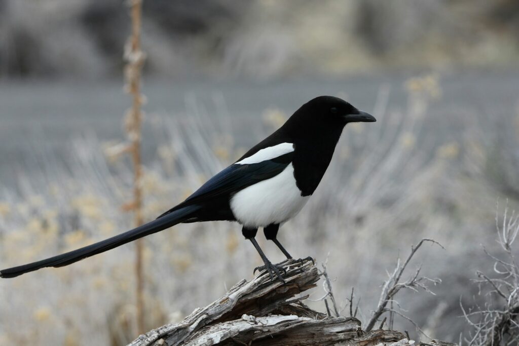 A Eurasian Magpie with black and white plumage perches.