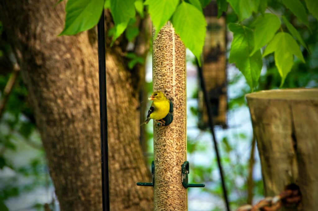 An American Goldfinch with yellow and black plumage perches on a bird feeder.