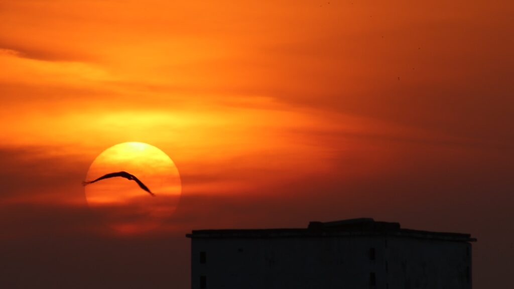 A bird flying in front of a setting sun.