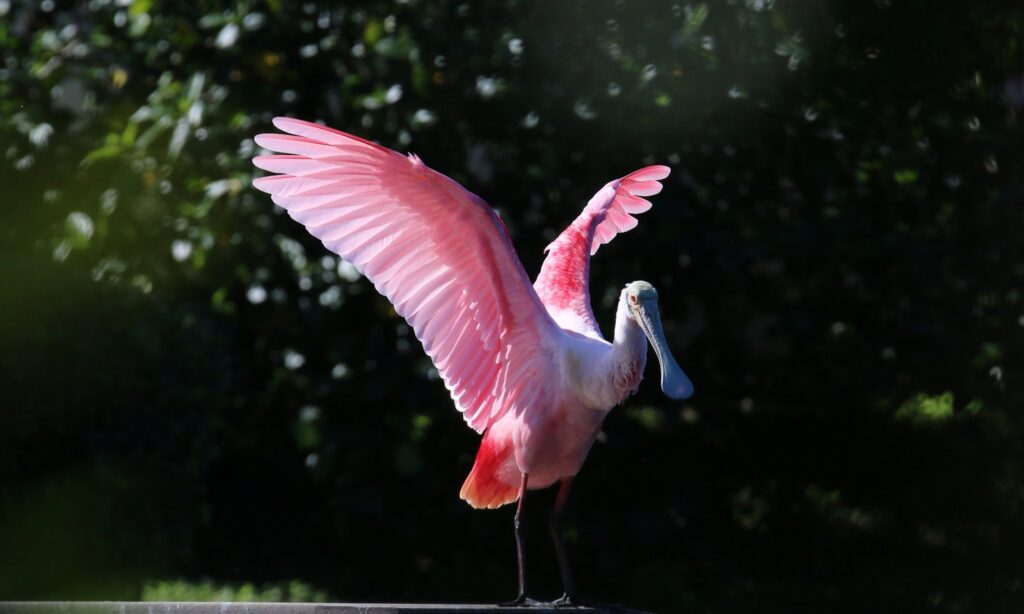 A Roseate Spoonbill, a pink bird with a flat bill, spreads its wings.