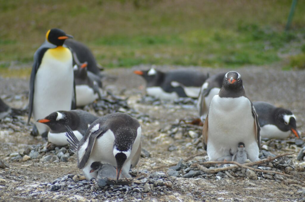 King penguins and gentoo penguins are visible in the image.