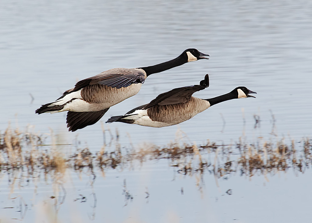 Multiple Canada geese fly with outstretched wings against a light sky.