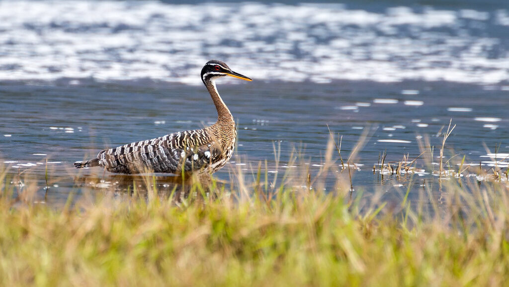 Sunbittern standing still on a muddy bank in a wetland area