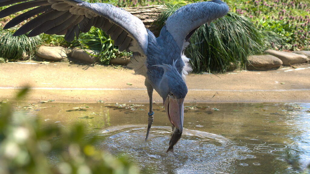 A shoebill catches a fish in shallow water, wings partially spread.