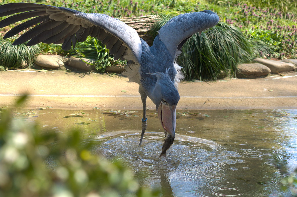 A shoebill catches a fish in shallow water, wings partially spread.