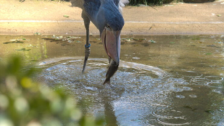 Shoebill stork in action, catching a small fish with its beak