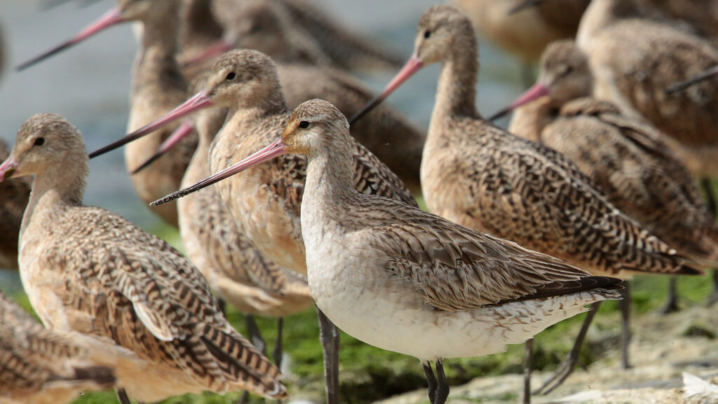 Close-up of several Bar-Tailed Godwits with prominent pinkish-tipped bills.