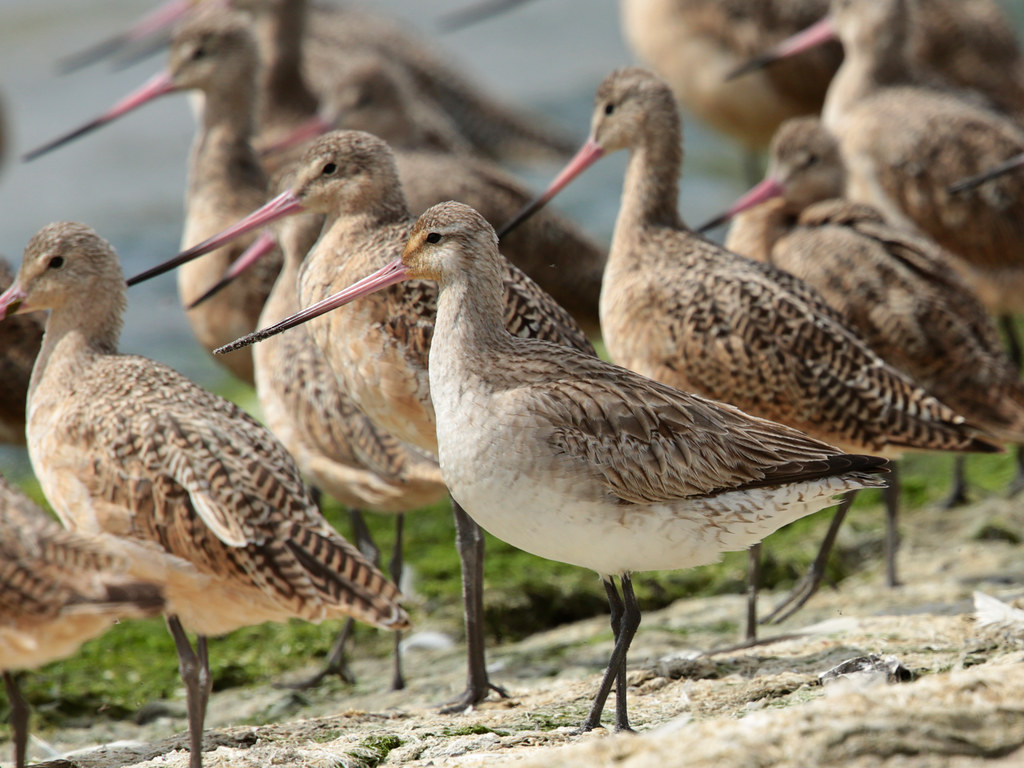 Close-up of several Bar-Tailed Godwits with prominent pinkish-tipped bills.