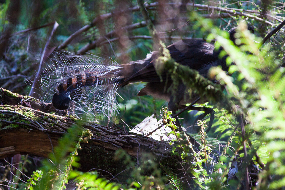 A Superb Lyrebird perched on a mossy branch, with its magnificent tail feathers displayed.