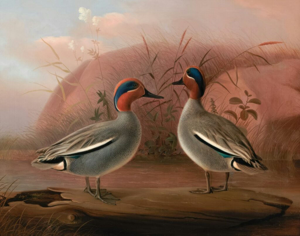 Two Male Teals by the Water, Two Male Teals by Ferdinand von Wright.