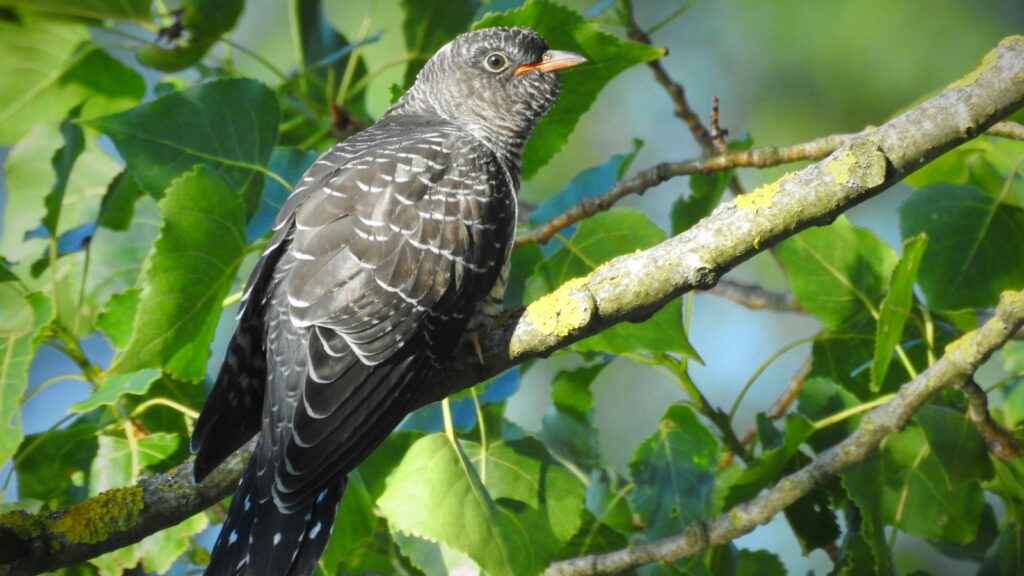 Cuckoo bird perched on a tree branch