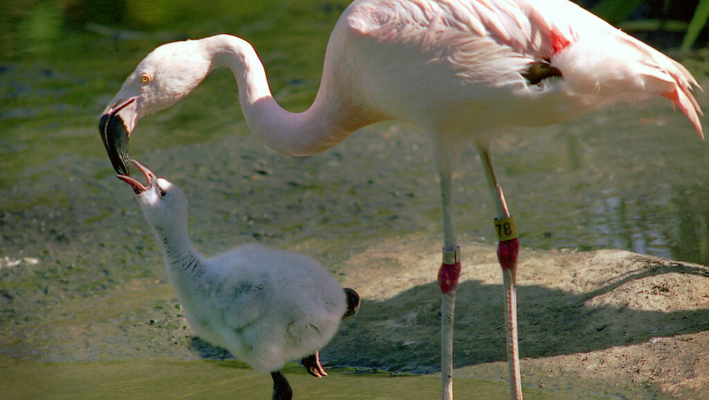 Flamingo feeding baby chick, showcasing parental care