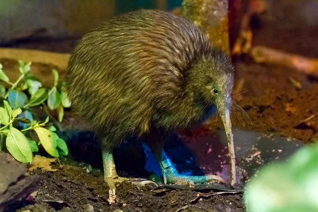 A brown kiwi with a long beak stands near some green plants.