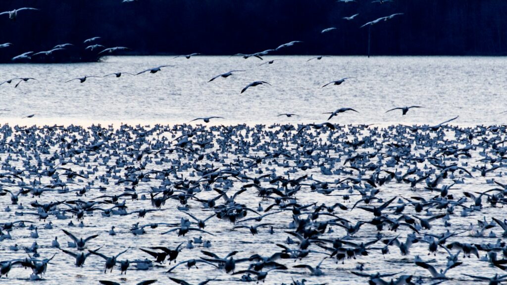 Seasonal bird migration with flock of black birds on open water