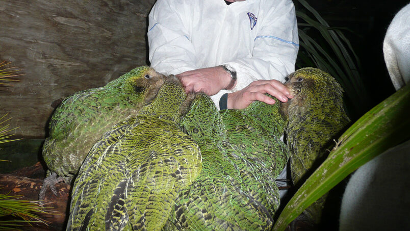 Several kakapos gathering around a person