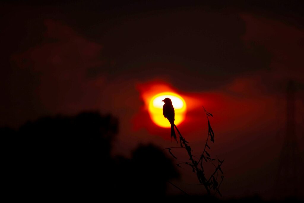 A Black Drongo is silhouetted against a vibrant, fiery sunset.
