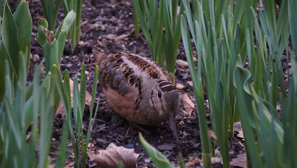 An American Woodcock with a long beak forages among green shoots.