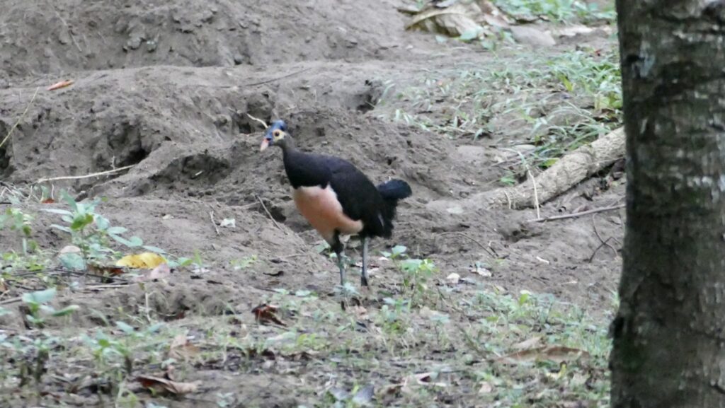 Maleo bird exploring soil terrain