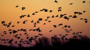 Silhouette of flock of birds flying over treetops during golden hour