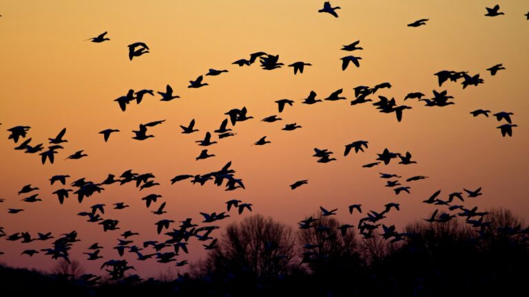 Silhouette of flock of birds flying over treetops during golden hour