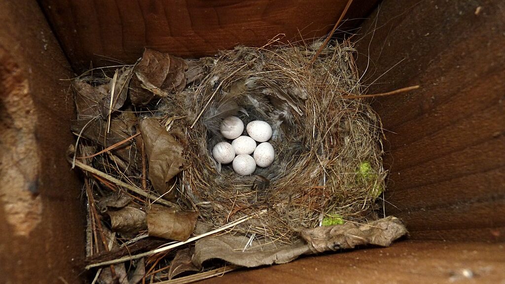 Inside view of a nest box with several wren eggs on a nest