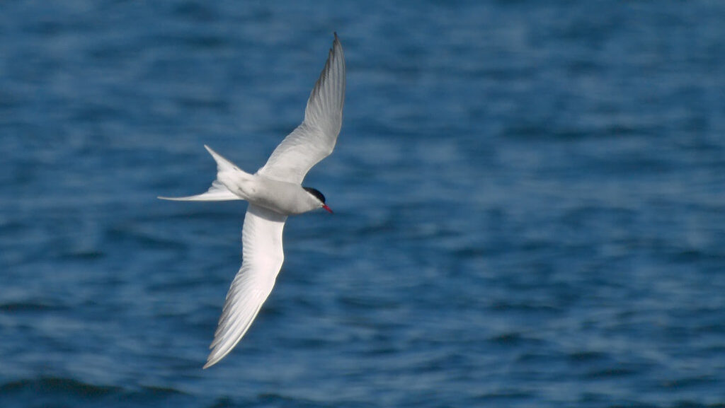 An Arctic Tern soars gracefully against a backdrop of blue ocean water.